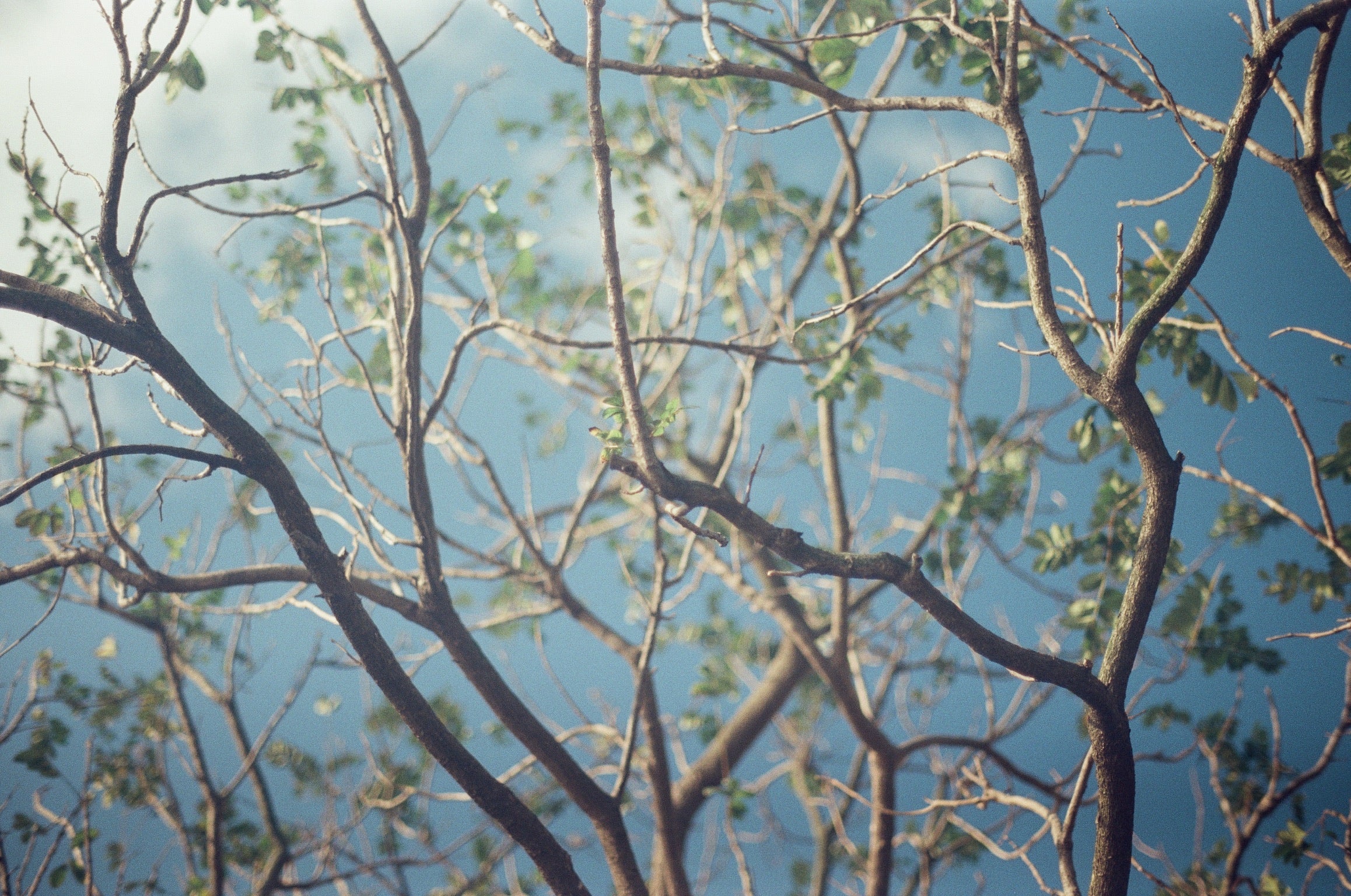 Kodak Portra 160 / 135 - 36 EXP- 1 Roll